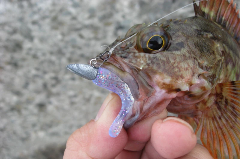 Decoy SN-1 Round Snap 5 Decoy SN-1 Round Snap – Bild 5