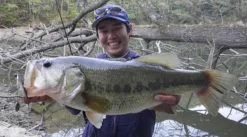 Fish Arrow J Buzz -Darts Verkäufe FA 4562178065039r 5